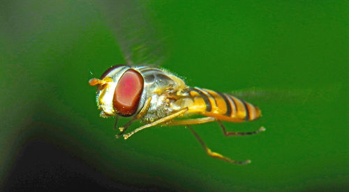 Close-up of insect