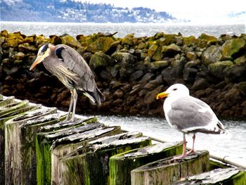 Seagull perching on wooden post by sea