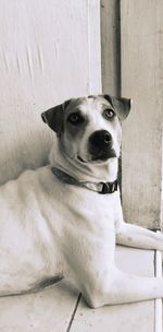 Portrait of dog sitting against wall