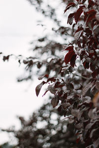 Low angle view of red flowers on tree