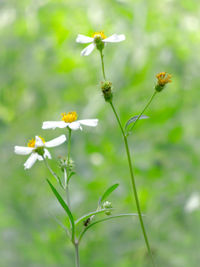 Close-up of white flowering plant