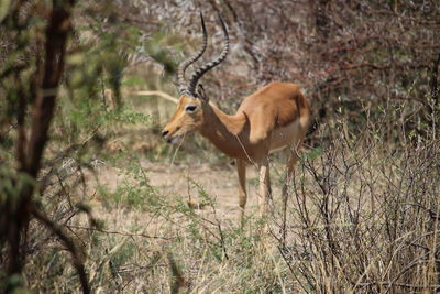 Deer on field in forest