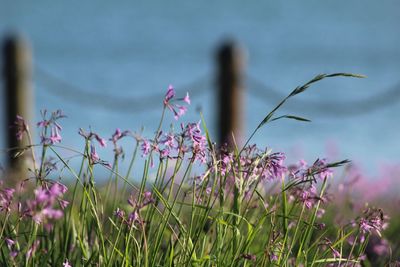 Close-up of pink flowers blooming on field