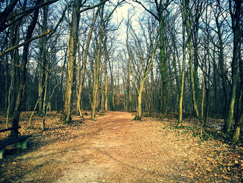 Trees in forest against sky