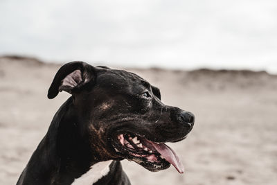 Close-up of dog looking away against sky