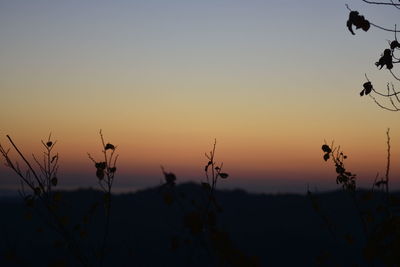 Silhouette plants growing on field against orange sky