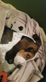 Dog resting on floor