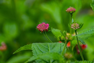 Close-up of pink flowering plant