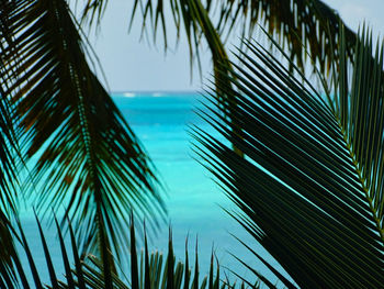 Palm trees by swimming pool against sky