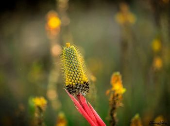 Close-up of insect on flower