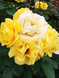 Close-up of yellow flowers blooming outdoors