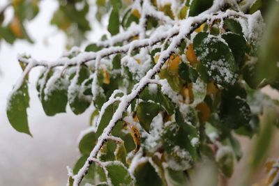 Close-up of frozen plant