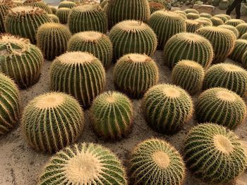 Full frame shot of succulent plant