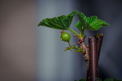 Close-up of fresh green plant