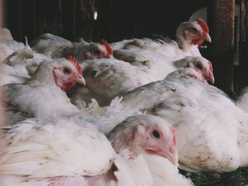 Close-up of rooster in farm