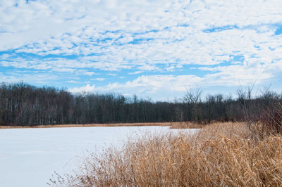 Scenic view of trees against sky during winter