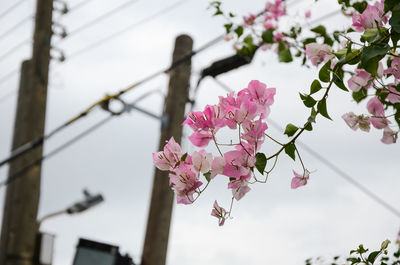 Low angle view of pink flower tree against sky