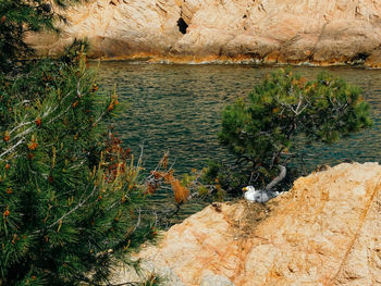 High angle view of plants by water