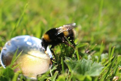 Close-up of insect on grass