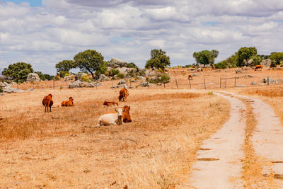 Livestock farming on dry fields with olive trees and rocks in hot alentejo, portugal