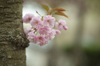 Close-up of pink flowering plant