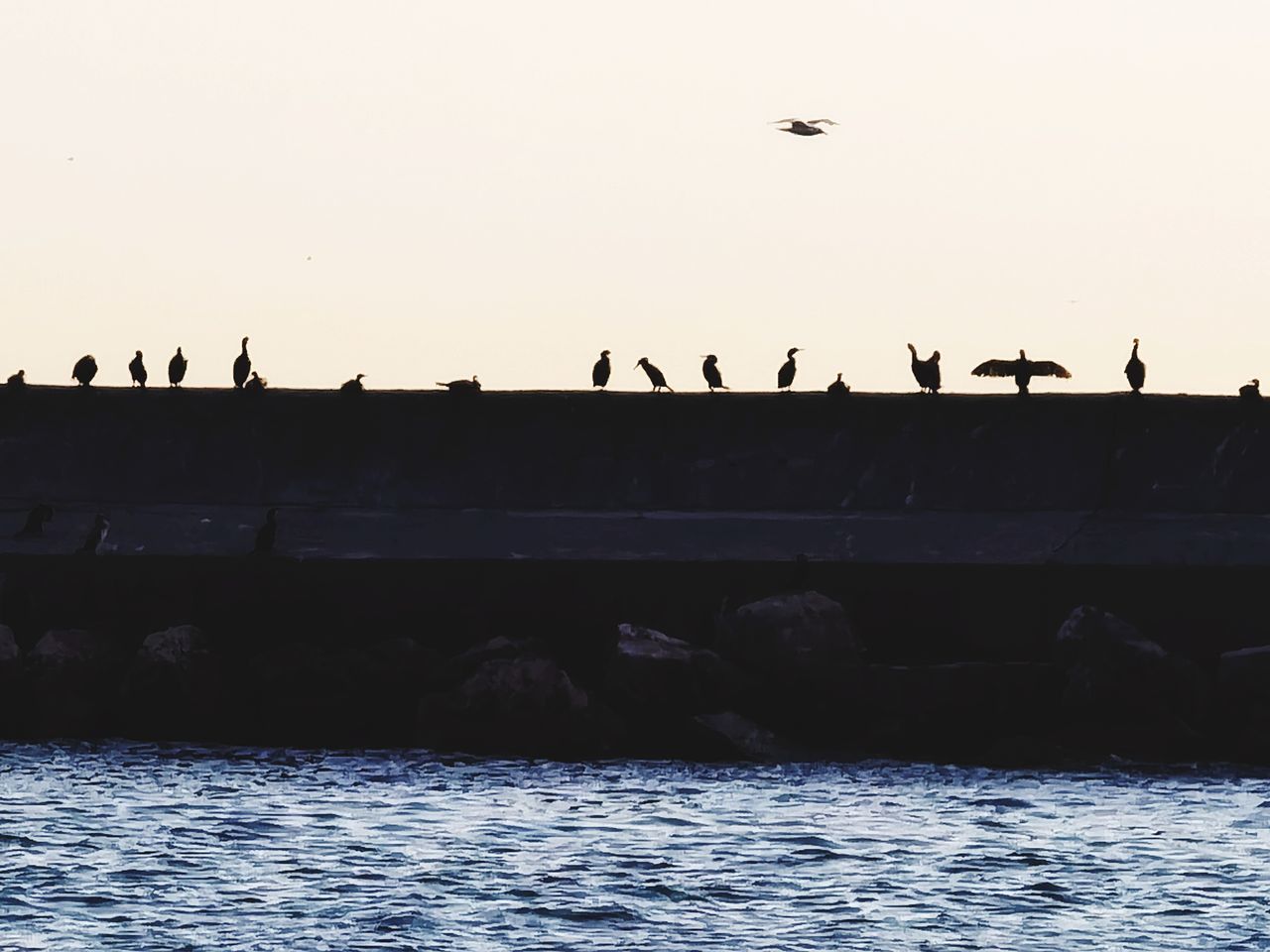 BIRDS FLYING OVER SEA