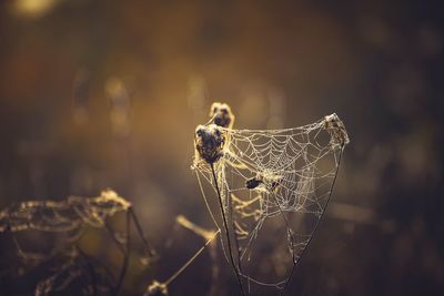 Close-up of spider on web