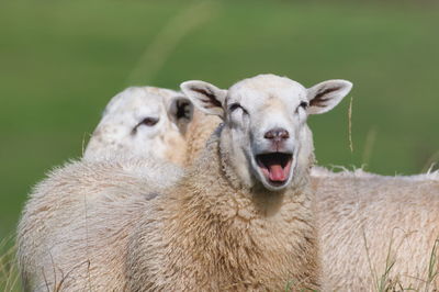 Close-up of sheep