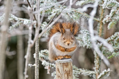 Close-up portrait of squirrel in winter