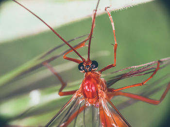 Close-up of insect