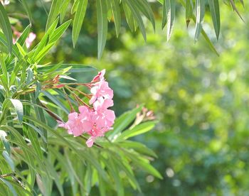 Close-up of pink flowers blooming outdoors