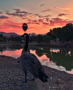 Duck by lake against sky during sunset