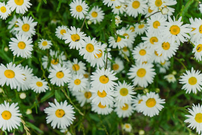 Close-up of white daisies