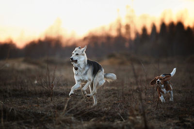 Dogs running on field