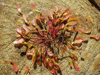 Close-up high angle view of flower