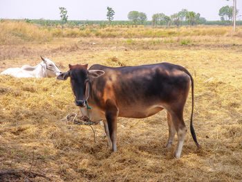 Horse standing in a field