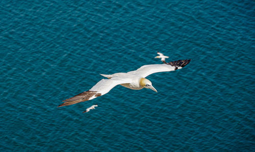 Close up of flying gliding large white sea-bird gannet with a huge wingspan over blue sky and ocean