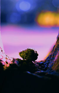 Close-up of plant in sea against sky