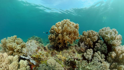 Close-up of coral in sea