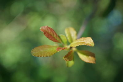 Close-up of flower against blurred background