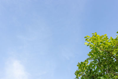 Low angle view of tree against sky
