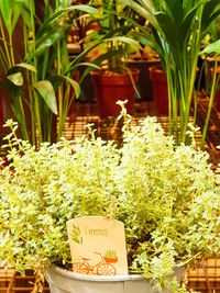 Close-up of flower pot