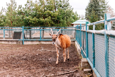 Horse standing in a fence