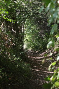 Close-up of trees growing in forest