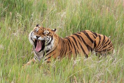 Tiger in a field