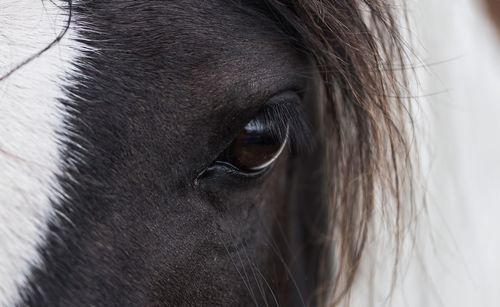 Close-up of dog eye