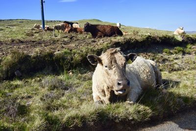 Portrait of cow sitting on land