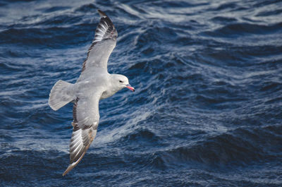 Seagull flying over sea