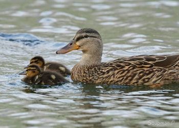 Ducks swimming in lake