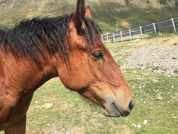 Horse standing in ranch